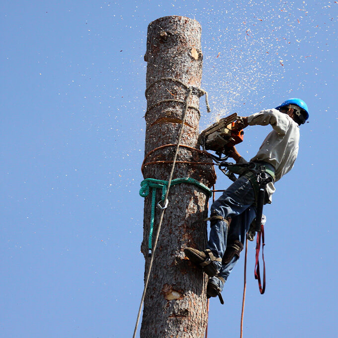 Pinnacle Tree Works Tree Expert
